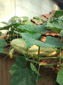 小瓜洋芋免费吃吗有毒吗,安全无毒揭秘 第2张 小瓜洋芋免费吃吗有毒吗,安全无毒揭秘 第2张